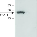 Merck Anti-FRAT1 antibody produced in rabbit