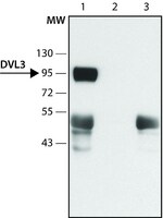 Merck Anti-DVL3 (N-terminal) antibody produced in rabbit