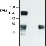 Merck Anti-DVL3 (N-terminal) antibody produced in rabbit