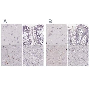 Merck Anti-RUNDC3A antibody produced in rabbit