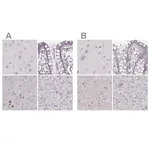 Merck Anti-RUNDC3A antibody produced in rabbit