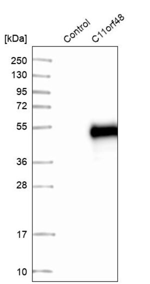 Merck Anti-LBHD1 antibody produced in rabbit