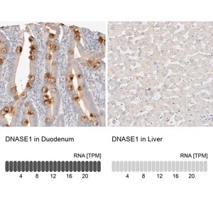 Merck Anti-DNASE1 antibody produced in rabbit