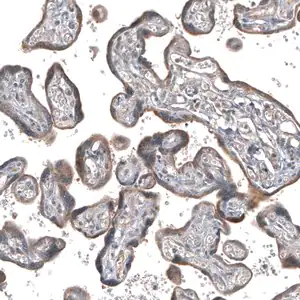 Merck Anti-GADD45G antibody produced in rabbit