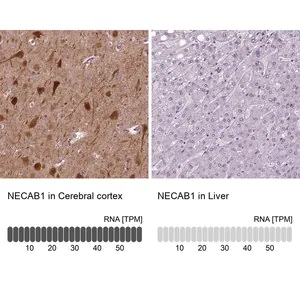 Merck Anti-NECAB1 antibody produced in rabbit