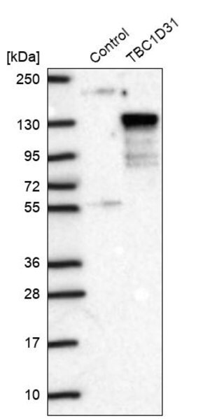 Merck Anti-TBC1D31 antibody produced in rabbit