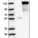 Merck Anti-TBC1D31 antibody produced in rabbit