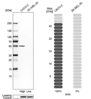 Merck Anti-NXN antibody produced in rabbit