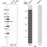 Merck Anti-NXN antibody produced in rabbit
