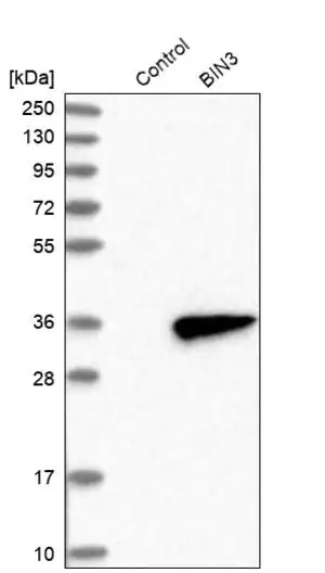 Merck Anti-BIN3 antibody produced in rabbit