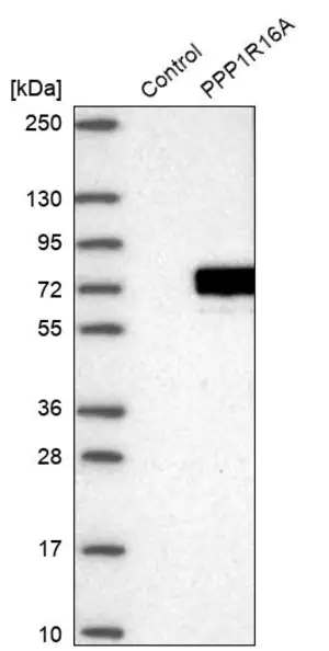 Merck Anti-PPP1R16A antibody produced in rabbit