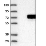 Merck Anti-PPP1R16A antibody produced in rabbit