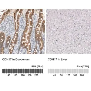 Merck Anti-CDH17 antibody produced in rabbit