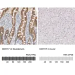 Merck Anti-CDH17 antibody produced in rabbit