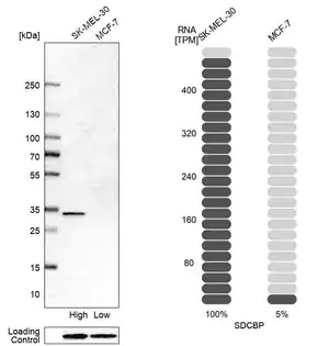 Merck Anti-SDCBP antibody produced in rabbit