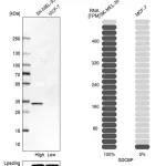 Merck Anti-SDCBP antibody produced in rabbit