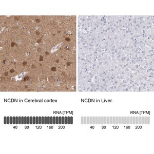 Merck Anti-NCDN antibody produced in rabbit