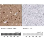 Merck Anti-NCDN antibody produced in rabbit