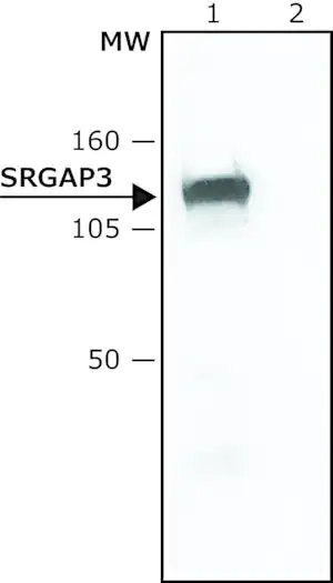 Merck Anti-SRGAP3 antibody produced in rabbit