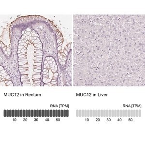 Merck Anti-MUC12 antibody produced in rabbit