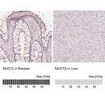 Merck Anti-MUC12 antibody produced in rabbit