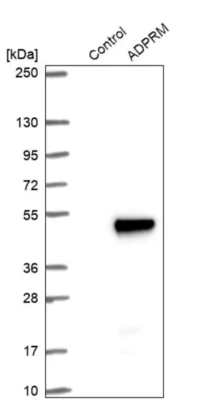 Merck Anti-ADPRM antibody produced in rabbit
