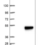 Merck Anti-ADPRM antibody produced in rabbit