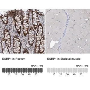 Merck Anti-ESRP1 antibody produced in rabbit