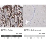 Merck Anti-ESRP1 antibody produced in rabbit