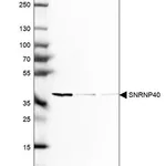 Merck Anti-SNRNP40 antibody produced in rabbit