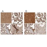 Merck Anti-CAMSAP2 antibody produced in rabbit