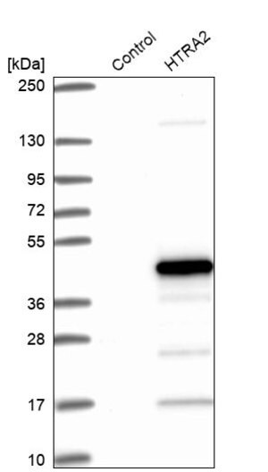 Merck Anti-HTRA2 antibody produced in rabbit