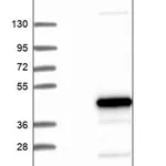 Merck Anti-HTRA2 antibody produced in rabbit