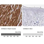 Merck Anti-CASQ2 antibody produced in rabbit