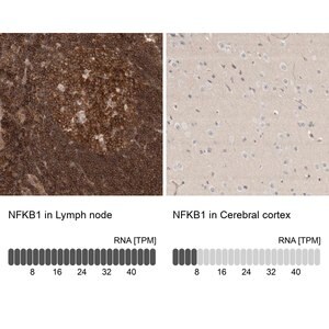 Merck Anti-NFKB1 antibody produced in rabbit