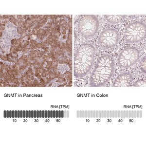 Merck Anti-GNMT antibody produced in rabbit
