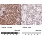 Merck Anti-GNMT antibody produced in rabbit