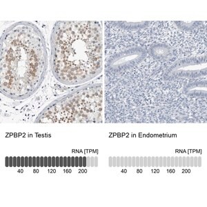 Merck Anti-ZPBP2 antibody produced in rabbit