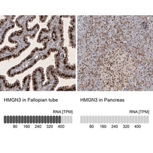 Merck Anti-HMGN3 antibody produced in rabbit