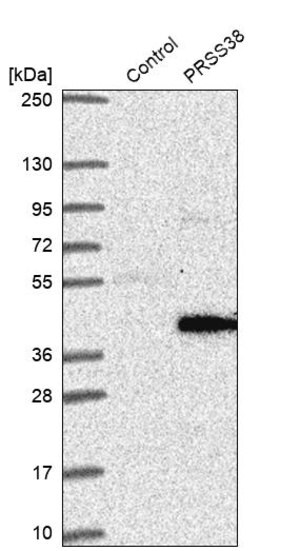 Merck Anti-PRSS38 antibody produced in rabbit