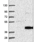 Merck Anti-PRSS38 antibody produced in rabbit