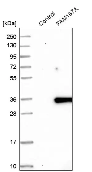Merck Anti-FAM167A antibody produced in rabbit