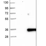 Merck Anti-FAM167A antibody produced in rabbit