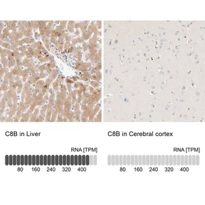 Merck Anti-C8B antibody produced in rabbit