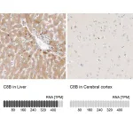 Merck Anti-C8B antibody produced in rabbit