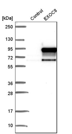 Merck Anti-EXOC8 antibody produced in rabbit
