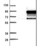 Merck Anti-EXOC8 antibody produced in rabbit