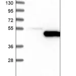 Merck Anti-IDO1 antibody produced in rabbit
