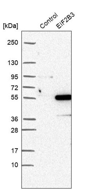 Merck Anti-EIF2B3 antibody produced in rabbit