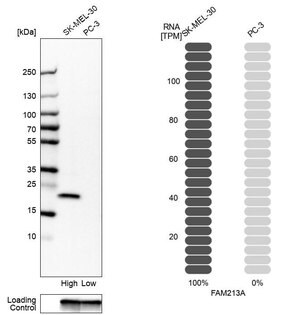 Merck Anti-FAM213A antibody produced in rabbit